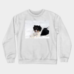 english springer spaniel black white tan puppy Crewneck Sweatshirt